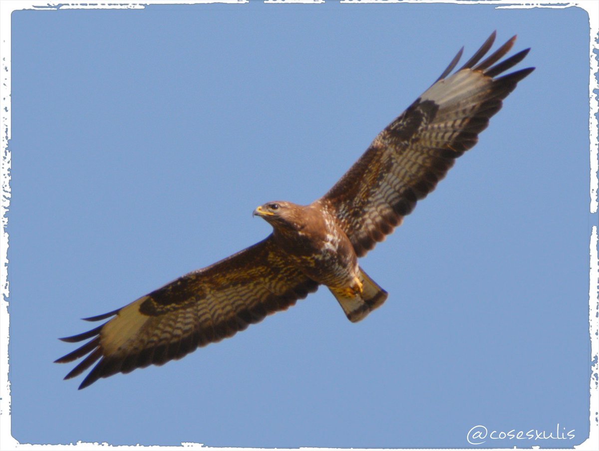 🦅 Aligot comú 💚
23/03/26