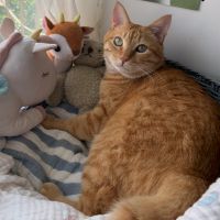 【公式】アニコム | ペット保険(だけじゃない) tweet media