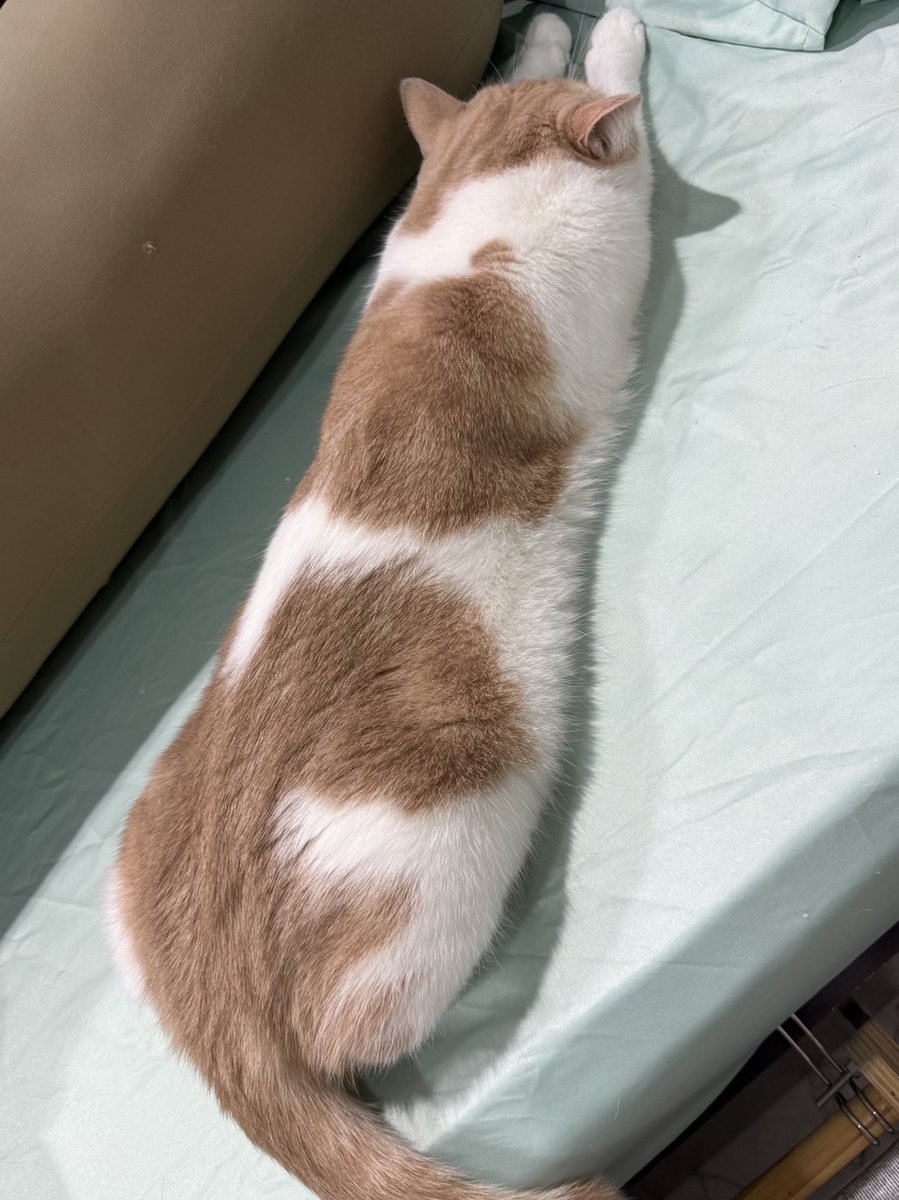 wwintm's tweet photo. ท่านอนของนามิ🐱 https://t.co/9evFD3WyDo
