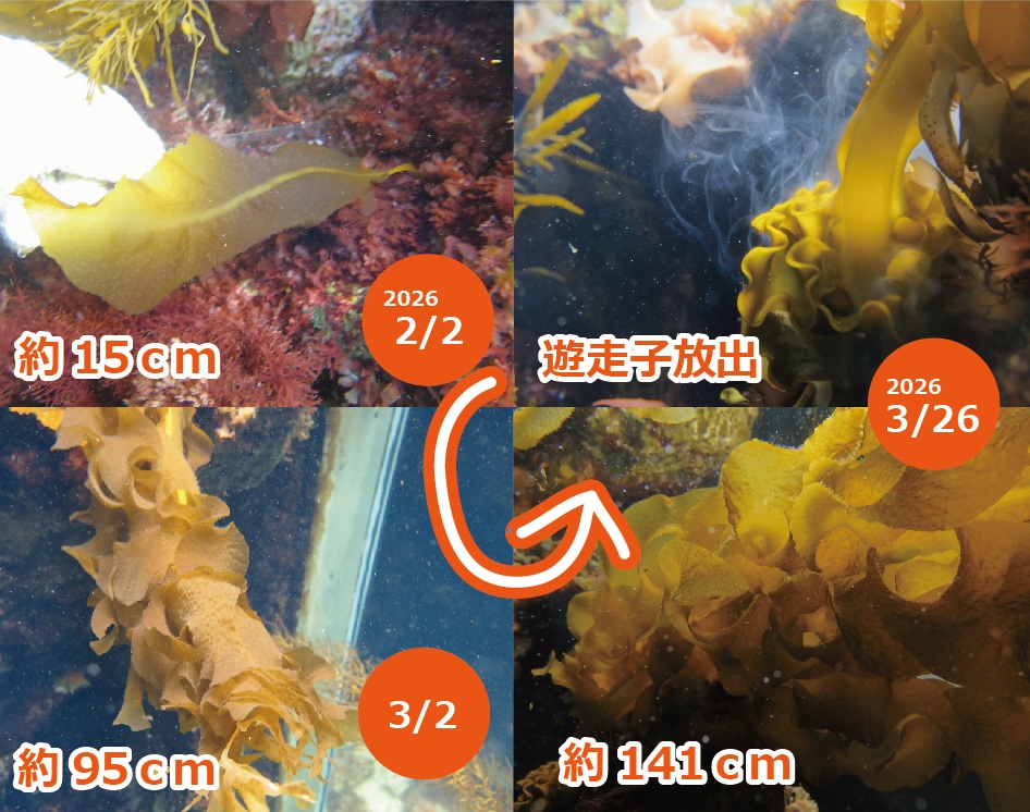 しものせき水族館「海響館」公式 tweet media