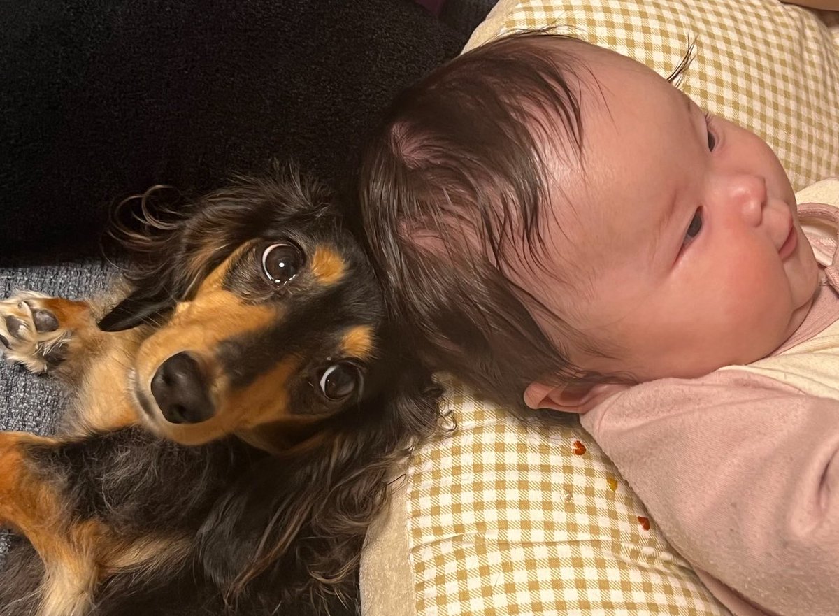 【こうちゃん家】ダックス、ダックス、ときどきゴールデン tweet media