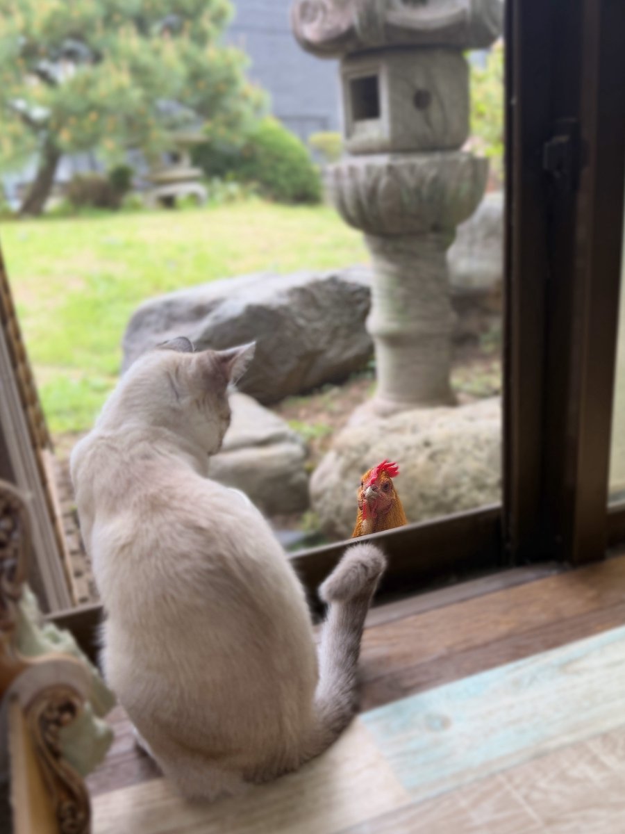 きなこ@針村🦔 tweet media