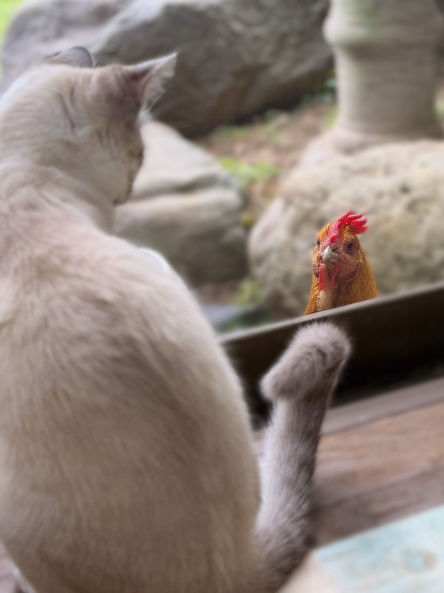 きなこ@針村🦔 tweet media