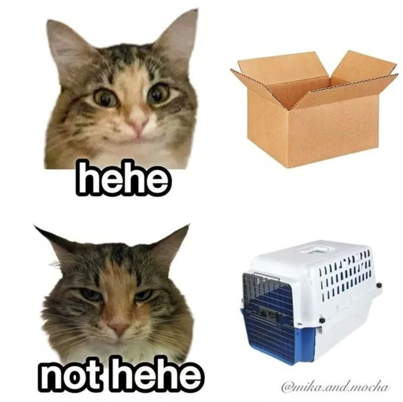 No Cats No Life tweet media