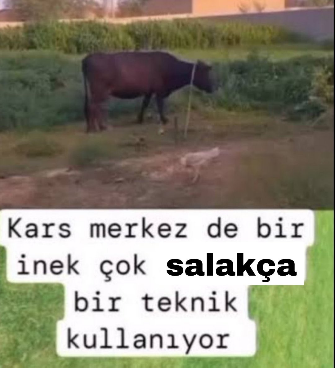 lab faresi tweet media