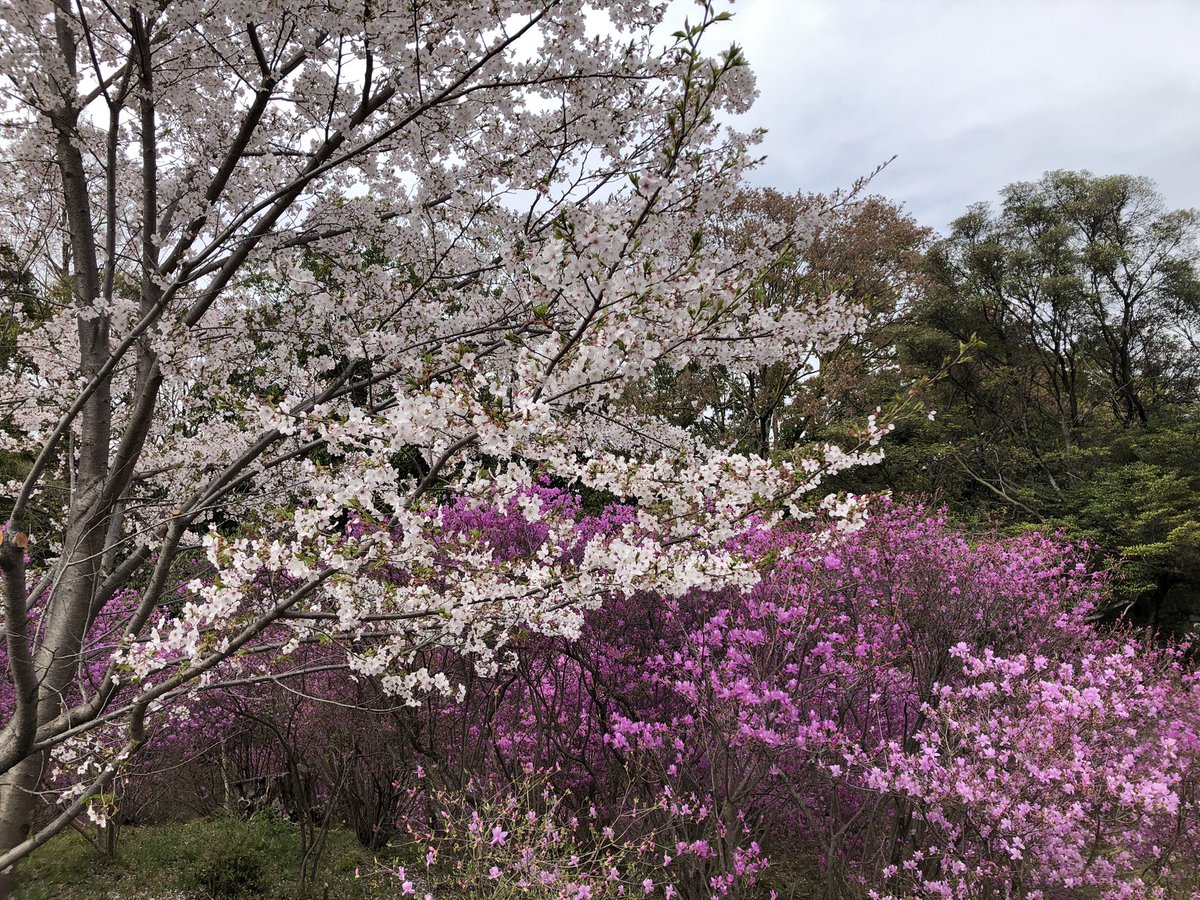 daluhmann tweet media