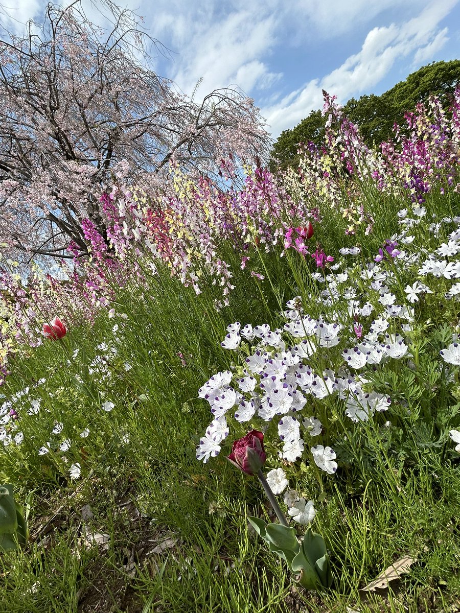 ｻﾒﾁｬｿ tweet media