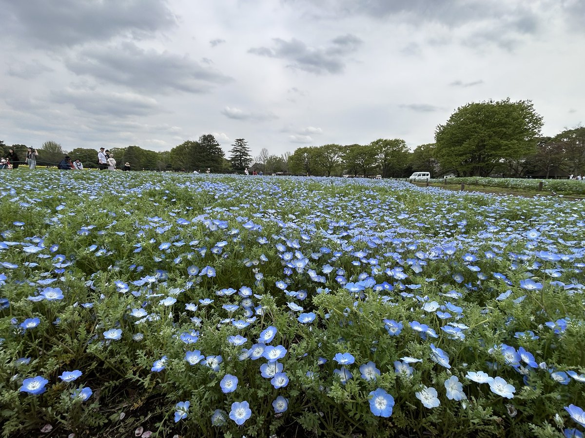 ｻﾒﾁｬｿ tweet media