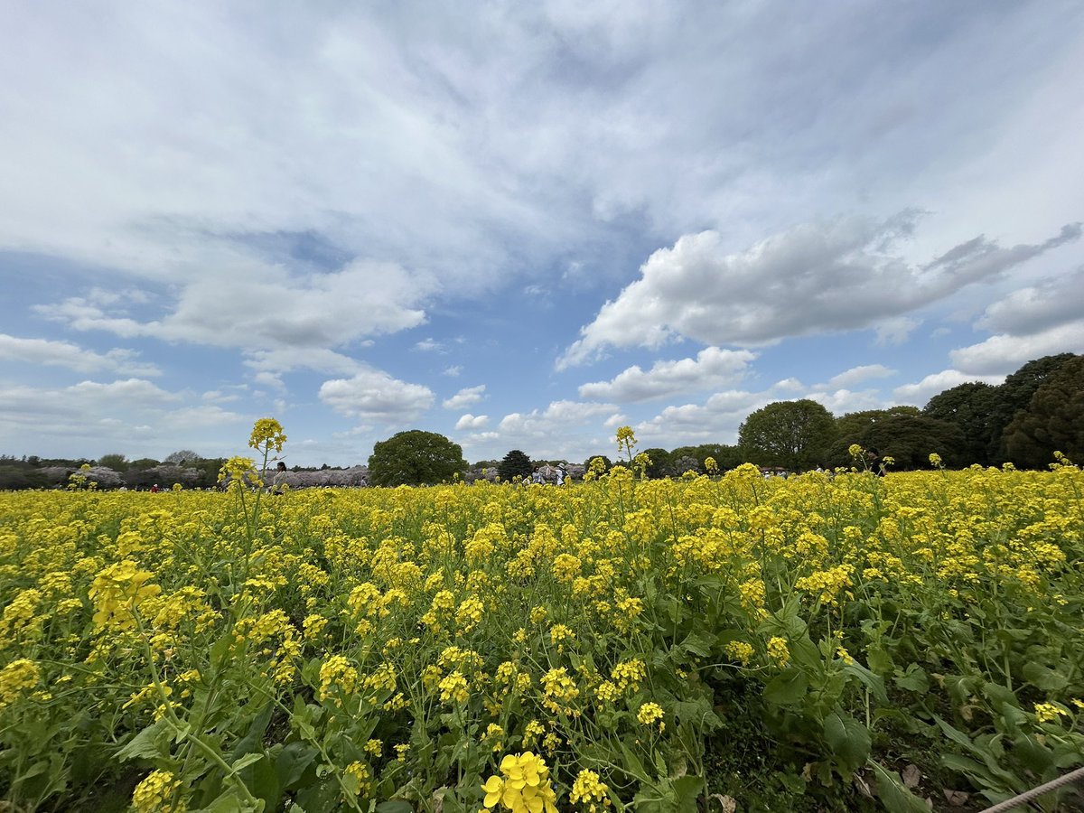 ｻﾒﾁｬｿ tweet media