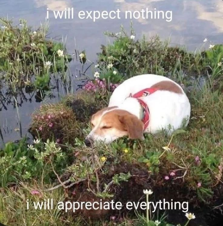 Dog tweet media