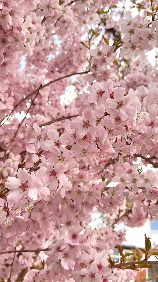 🥥토니🐿️🏔️ tweet media