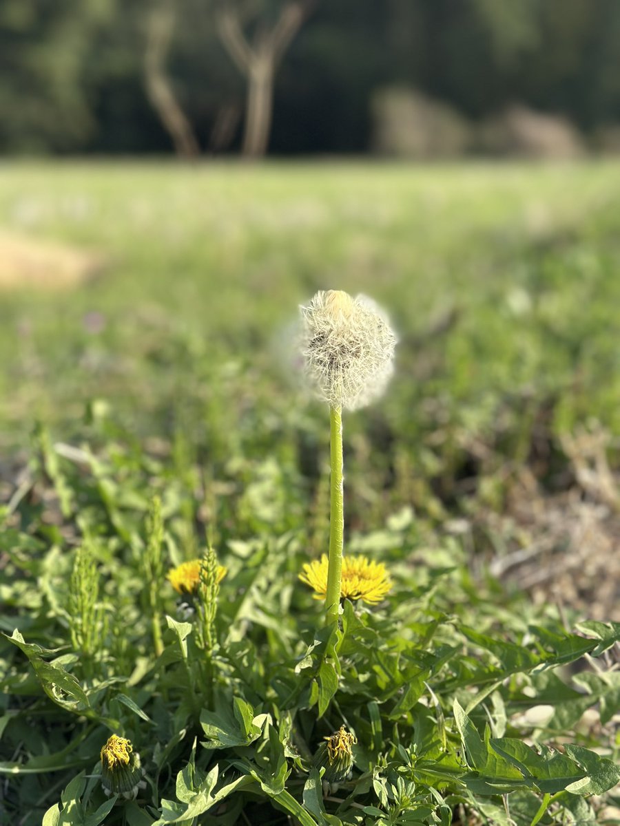 杉田 水脈 tweet media