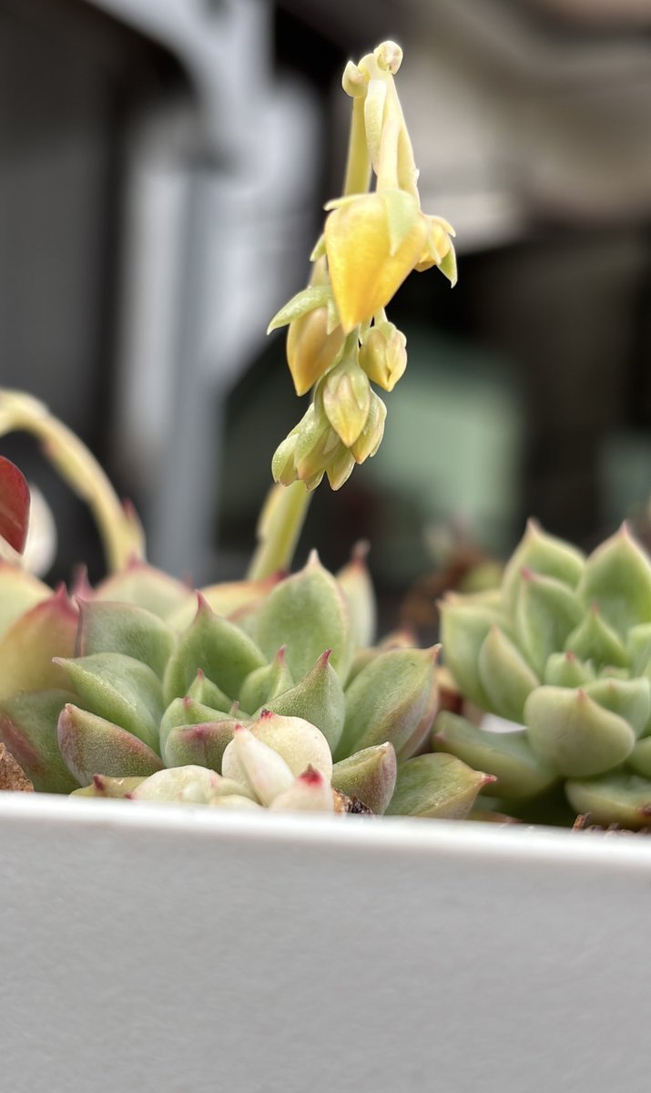 ぬこ／イチカロッカ tweet media