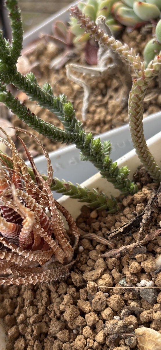 ぬこ／イチカロッカ tweet media