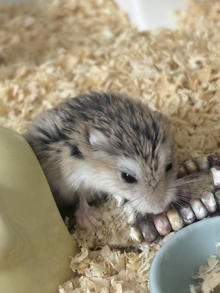 로리몬스터 tweet media