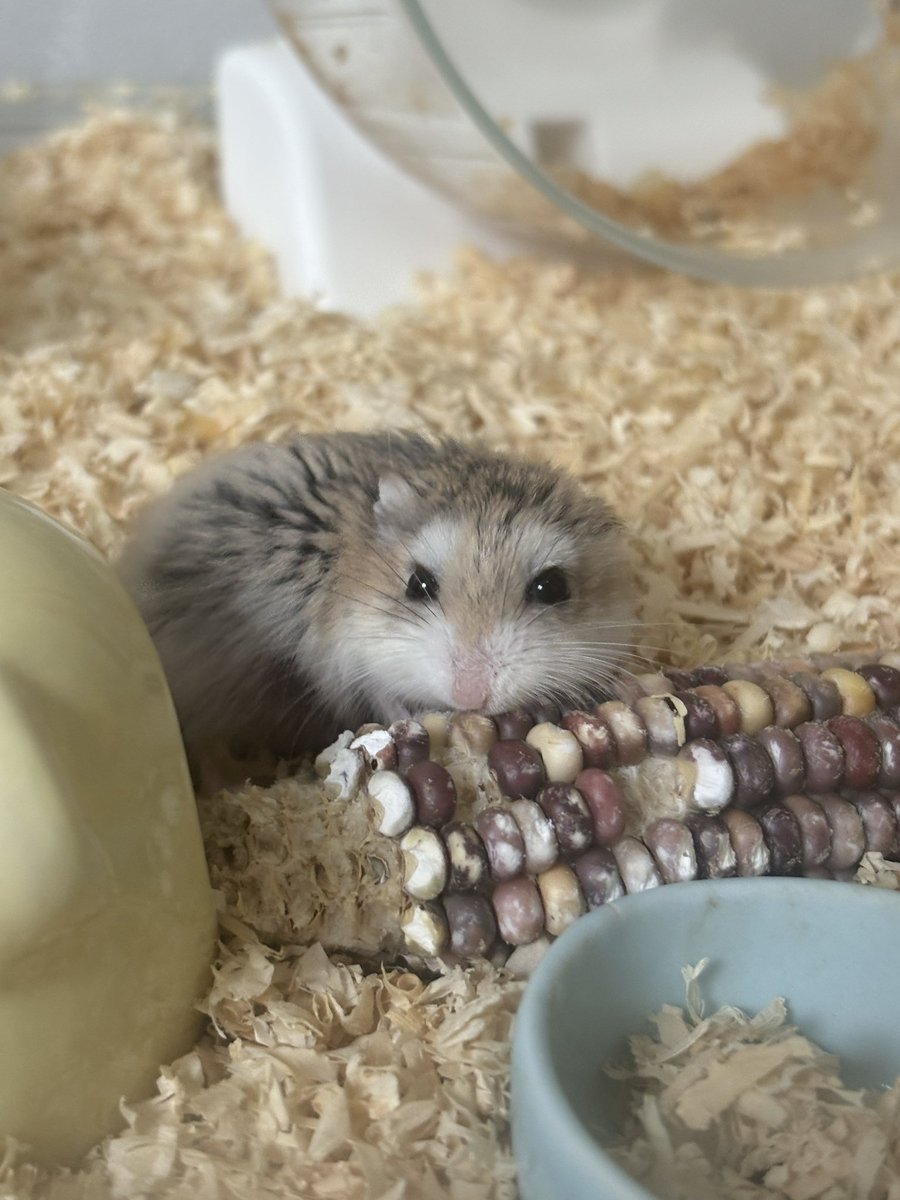 로리몬스터 tweet media