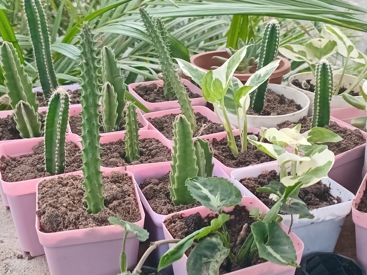 Noor 🌑 tweet media