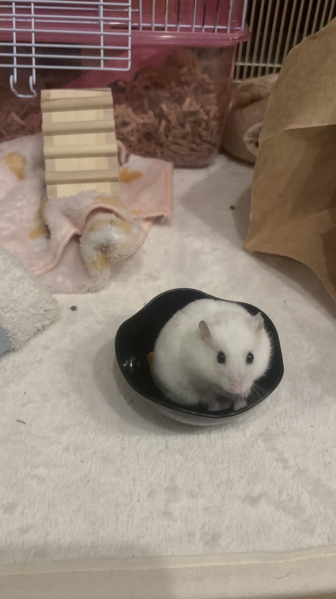 しんこば tweet media