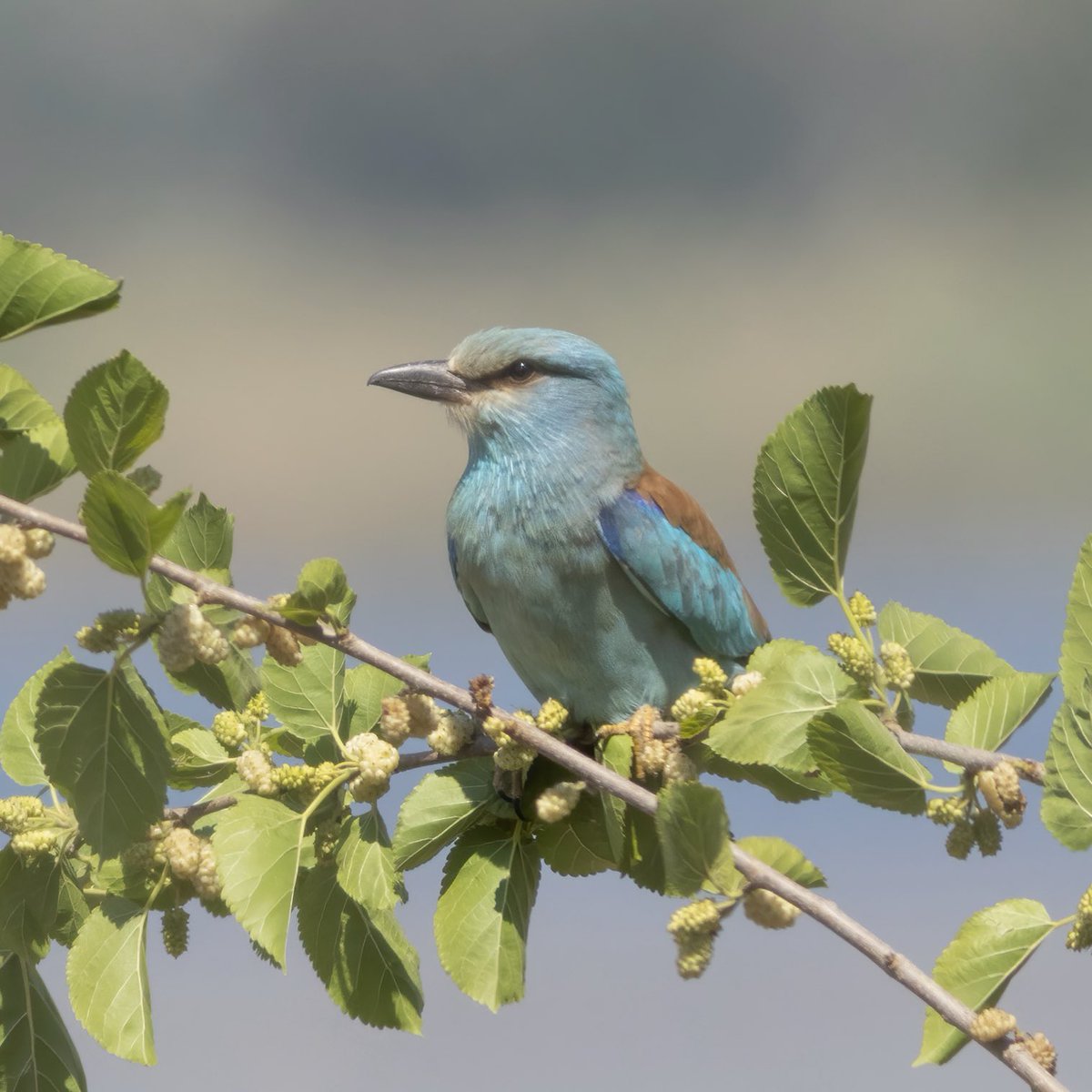 Adem Demir tweet media