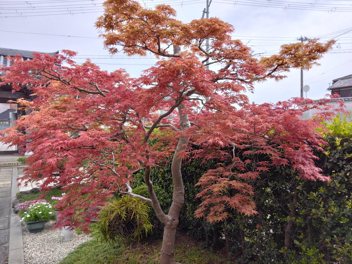 かるら tweet media