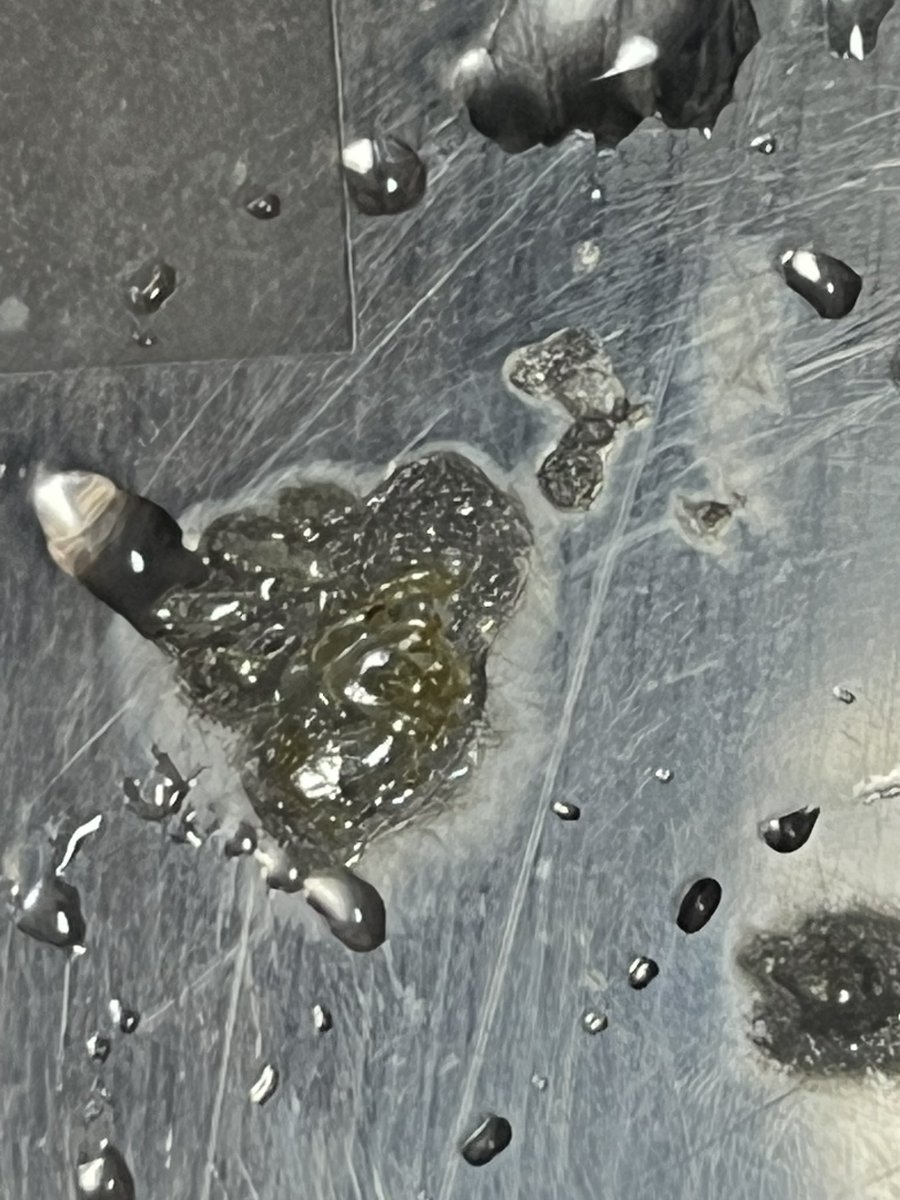 燈盗蛾 tweet media