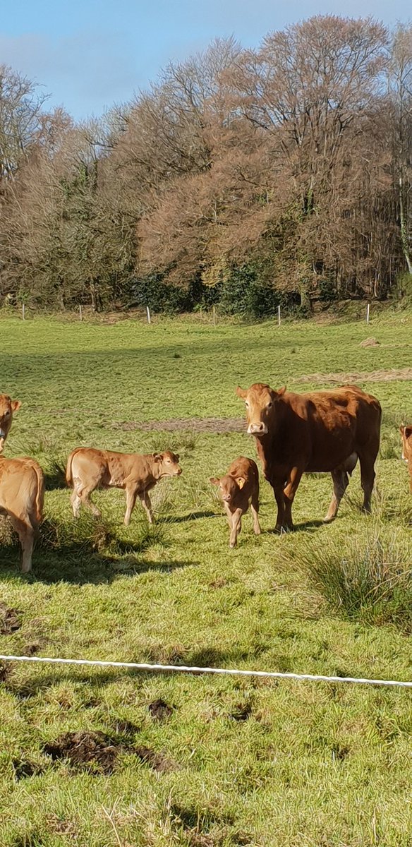 cyrildorner1's tweet image. #pourtoi #photographie #limousine #vache #photography #campagne