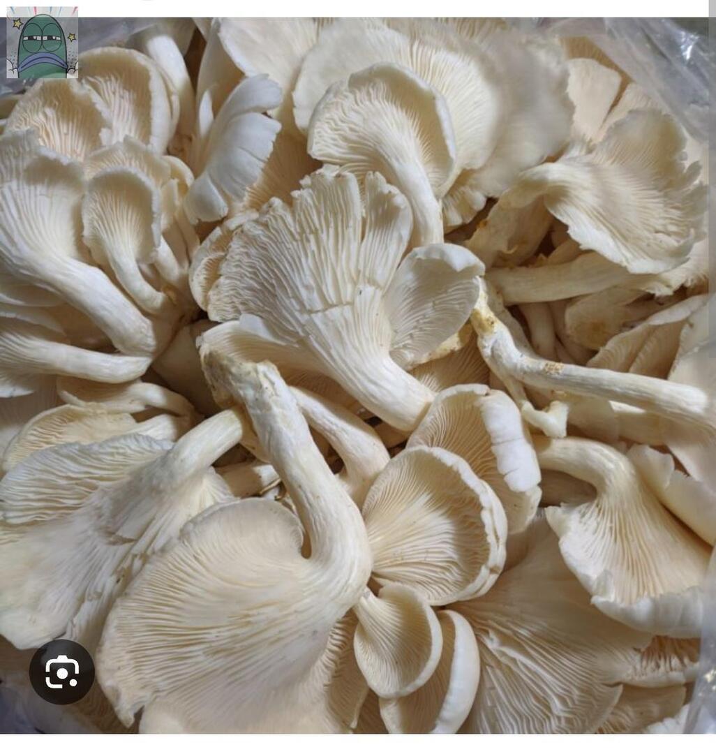 Tanyarlfes tweet media