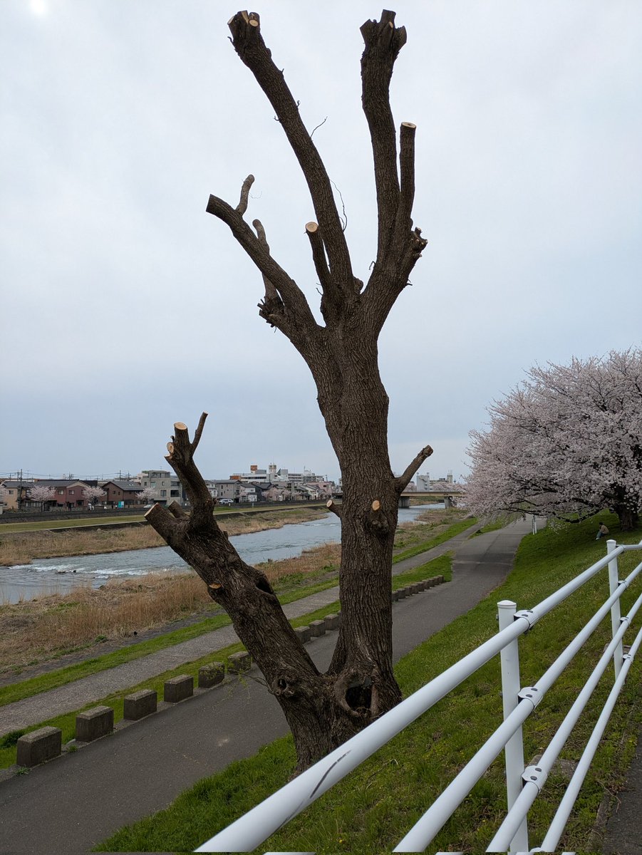 アレス⚒️🍃🪶😈🌲 tweet media