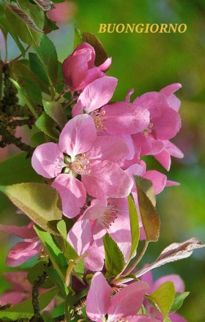 Cristiana tweet media