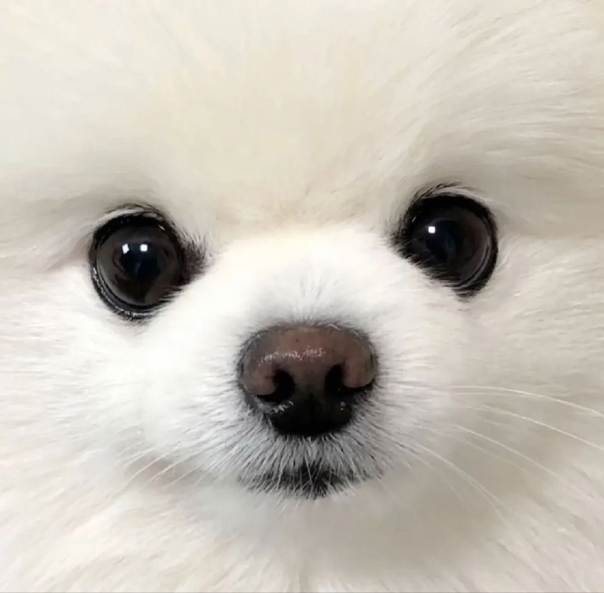 りんごだけ tweet media