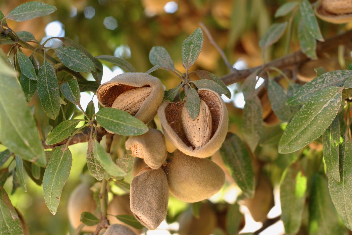 USAmbJapan's tweet photo. 🇺🇸 almonds in 🇯🇵 are booming! By value, exports last year of California @almonds to 🇯🇵 jumped nearly 23% from 2024. Packed with protein, fiber, vitamin E, healthy fats, and minerals like magnesium and potassium, @almonds are helping keep Japan and the 🇺🇸🇯🇵 economic partnership healthy and strong. @almondboard @almondalliance @USDA