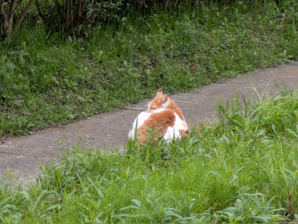 deロット tweet media