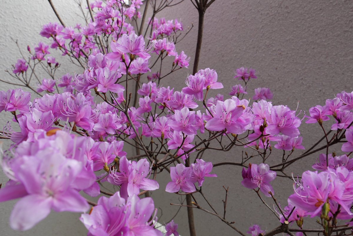 はるな 🔆Haruna 🌱 tweet media