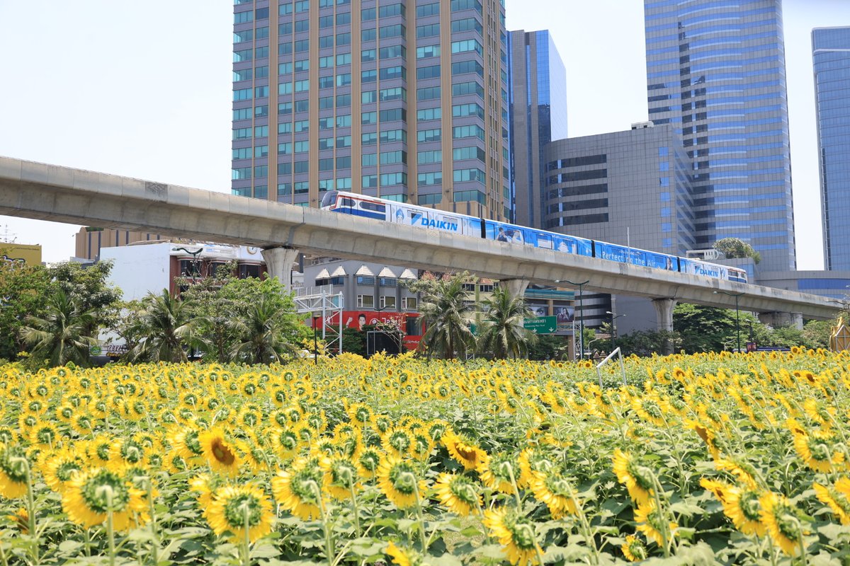 旅ねずみWorldタイ在住 tweet media