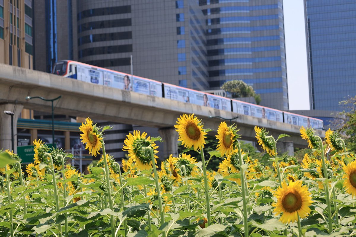 旅ねずみWorldタイ在住 tweet media