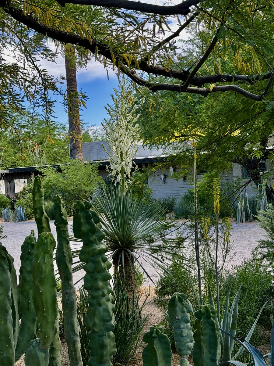 azsweetheart013's tweet image. Spring in the #Arizona desert.