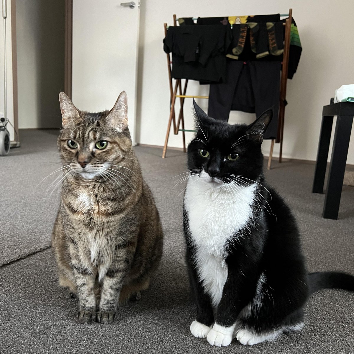 BlackCheckShirt tweet media