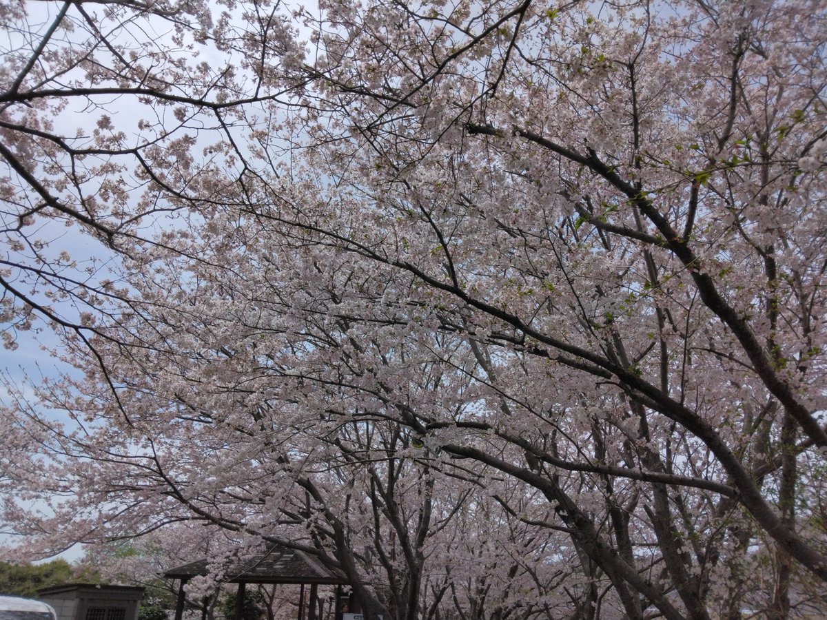 かるら tweet media