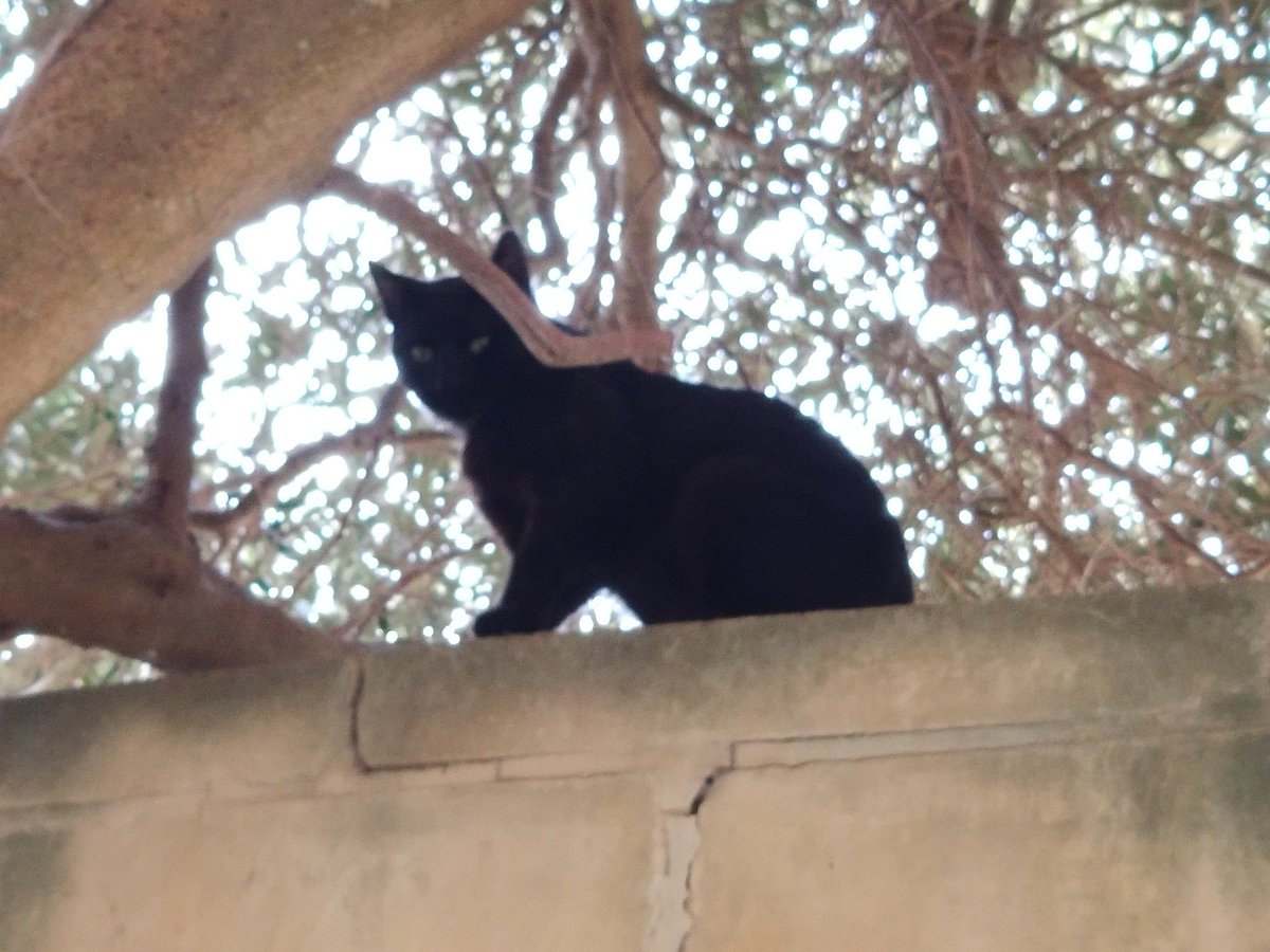 The Cat Is Busy tweet media