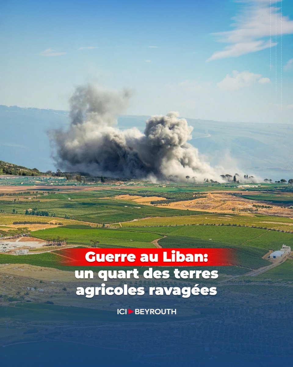 Icibeyrouthnews's tweet image. La #guerre au #Liban a endommagé près de 49.564 hectares, soit 22% des terres arables. 
Elle a touché plus de 17.000 #agriculteurs dont 76,7% ont été #déplacés. 
Les autorités alertent sur un #risque croissant de #pénuries alimentaires et de hausse des prix.

Plus de détails sur