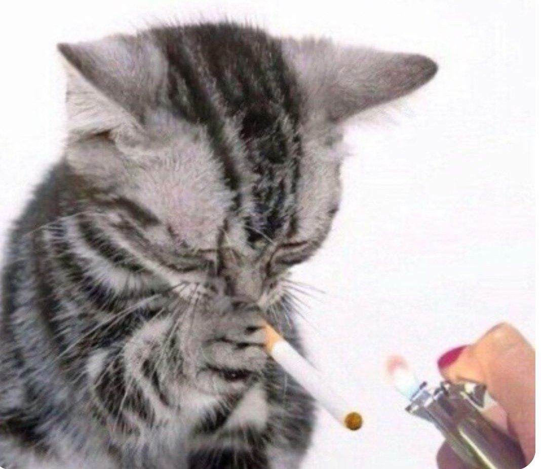 Un_pato888 🌐 tweet media