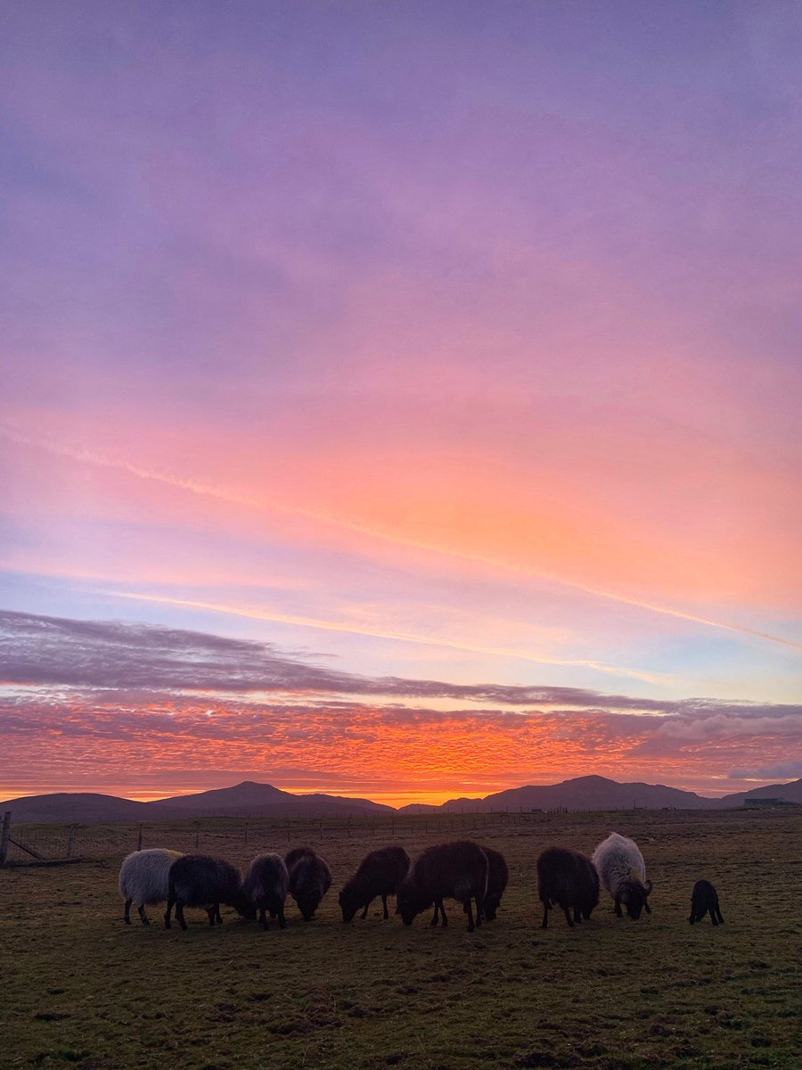 frenchscotjeff's tweet image. Grand Rising…

Good Monday&amp;amp;new week lovely people in my phone.

#NewWeekNewGoals #StormHour #MondayMood #spring #lambing2026 
#GoodVibesOnly #jefinuist #outerhebrides #Scotland