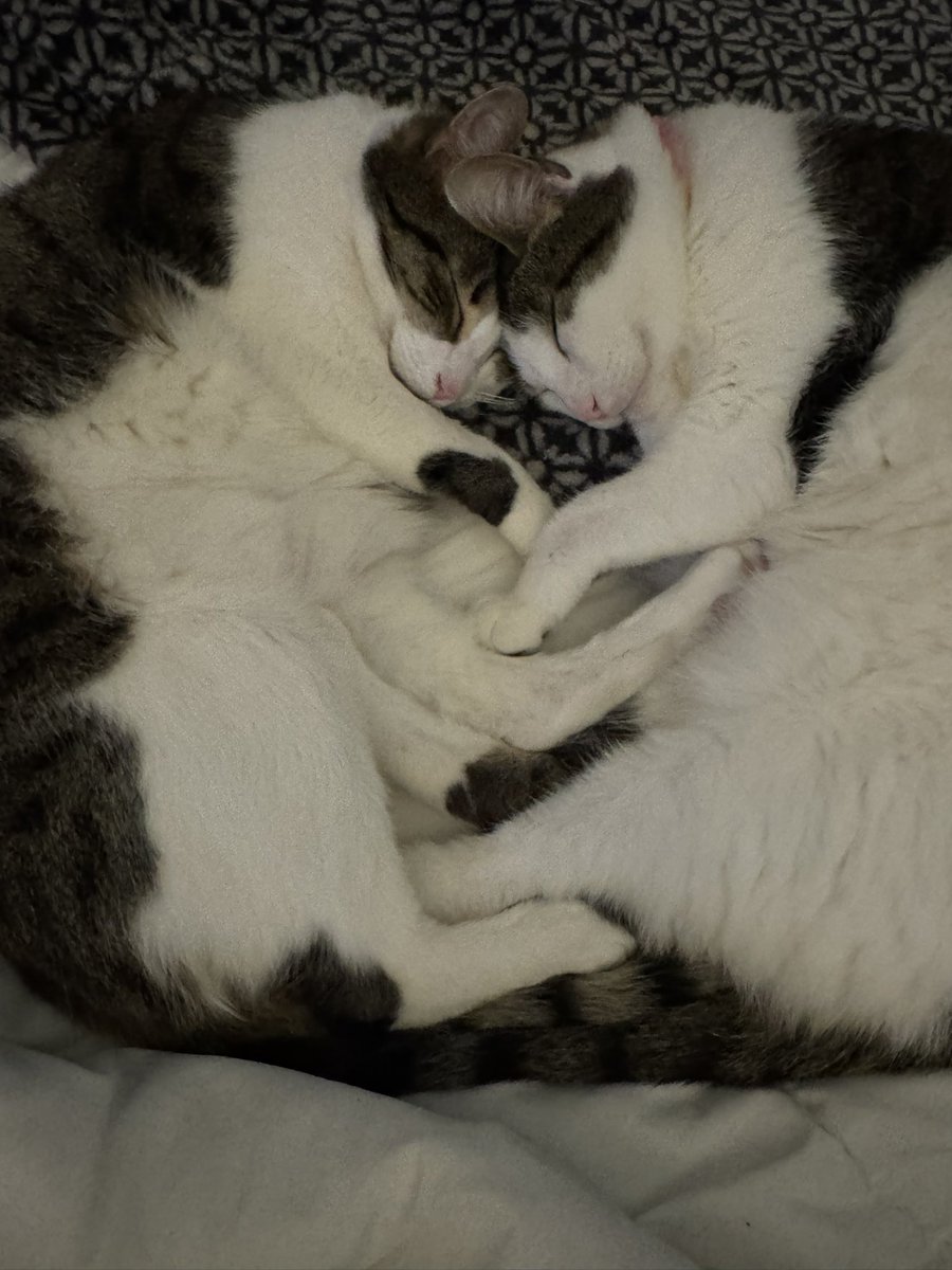 changbin’s financial advisor tweet media