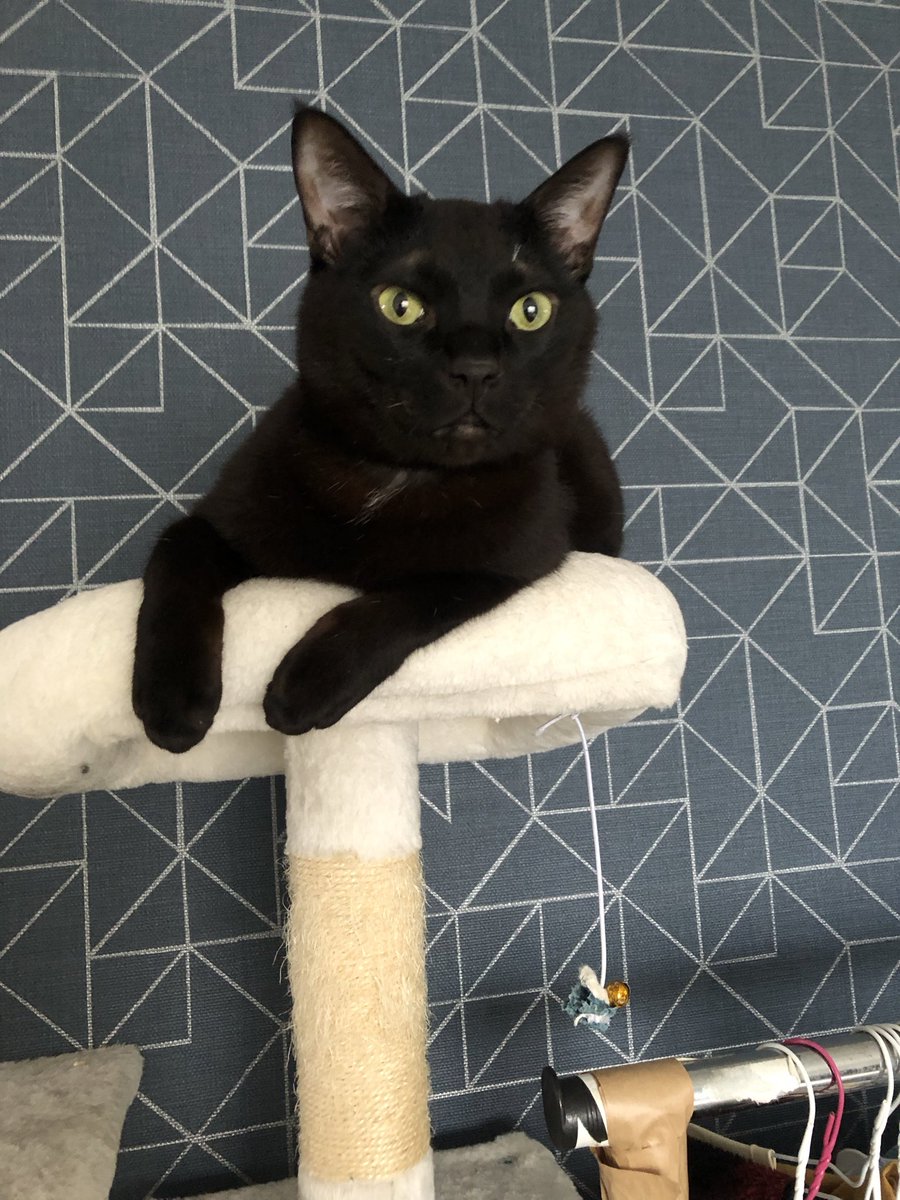 らくだのこぶ森🌰 tweet media