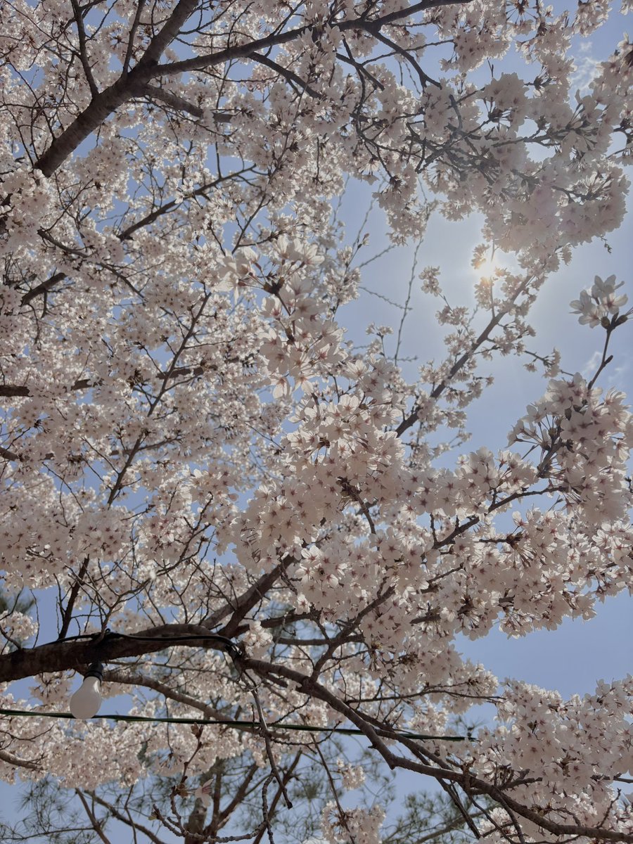 ra7on7's tweet photo. 봄 🌸 https://t.co/3UVb9bCXC2