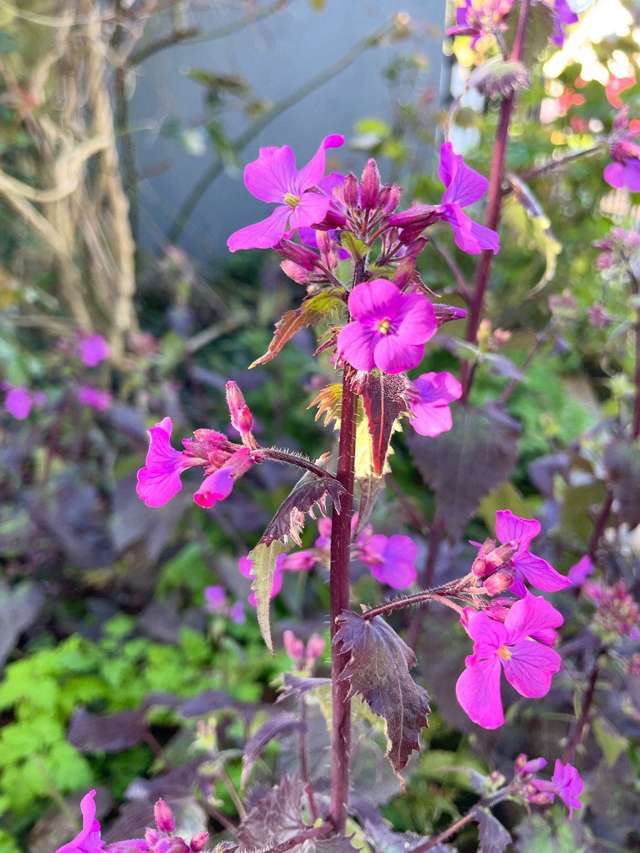 Stifyn1's tweet photo. Honesty #ffefryn #garden #nature #easterbankholiday #spring https://t.co/9nRdm5ijtN