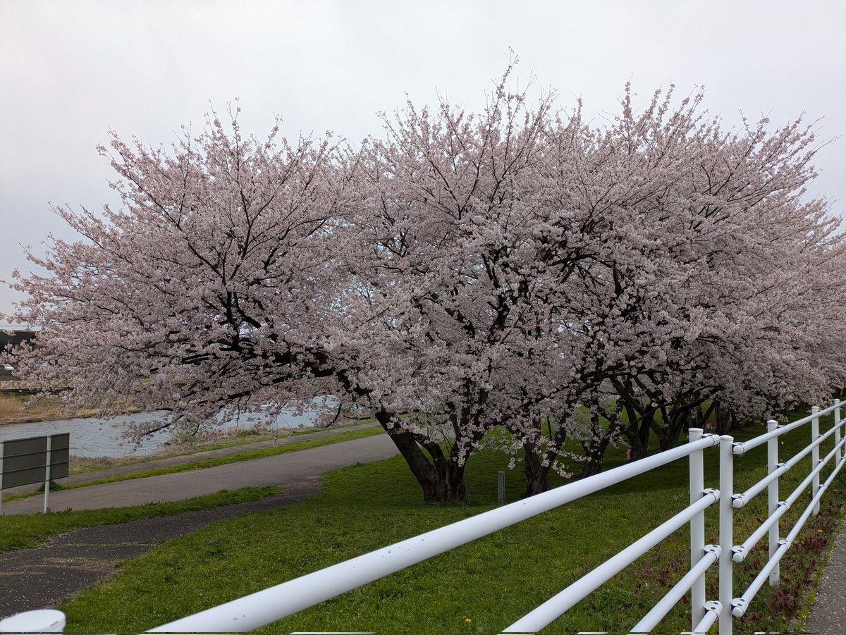 アレス⚒️🍃🪶😈🌲 tweet media