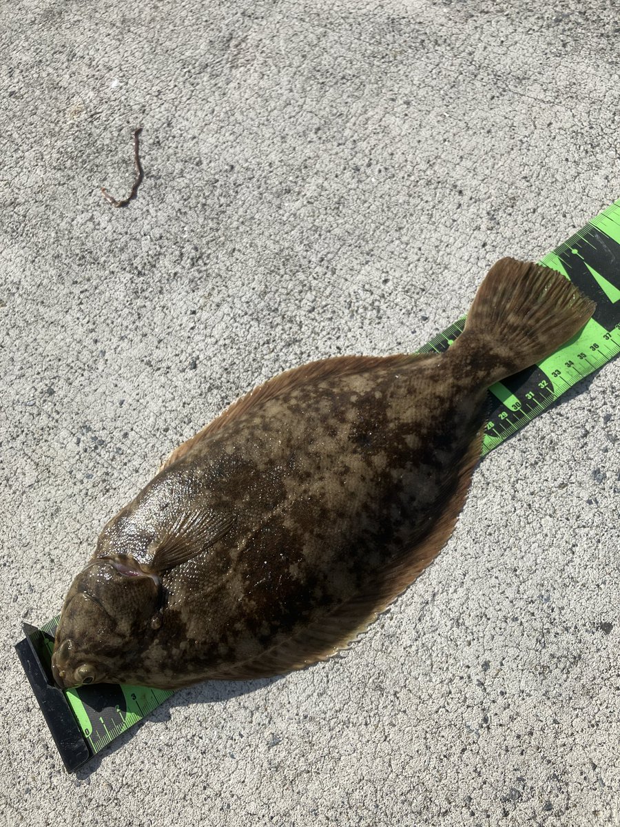 unagi_fish's tweet photo. やりました！
田代島カレイ
帰りの船の時間ギリギリに釣れて焦った
何カレイですかね？ https://t.co/O8KbUwohws