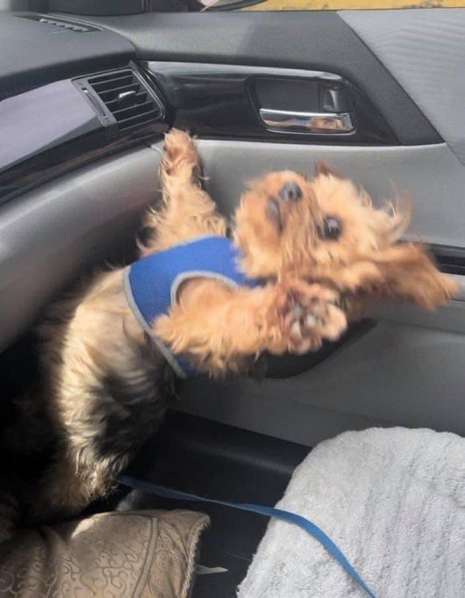 everythingdogss's tweet photo. https://t.co/cyfUl4p608