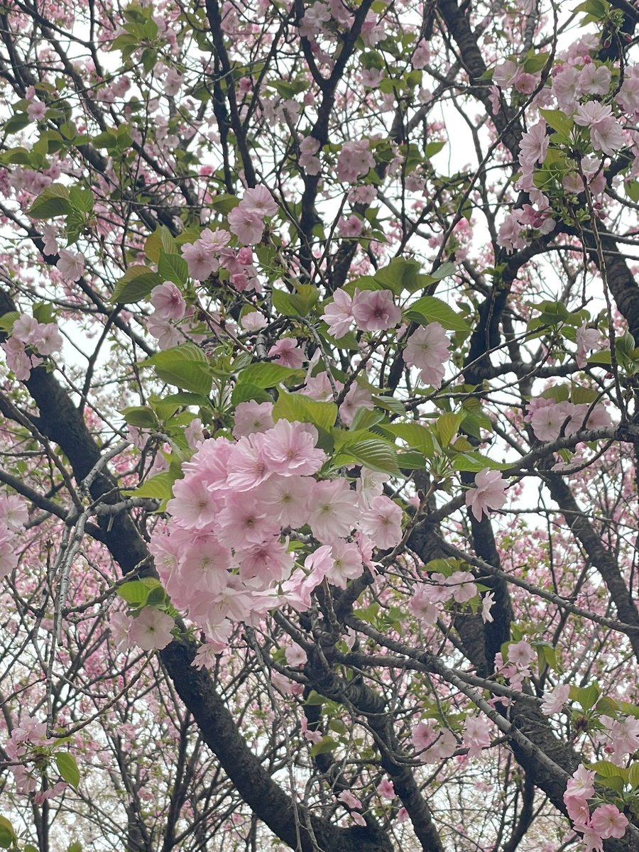 .｡.:*☆キキララ☆*。 tweet media